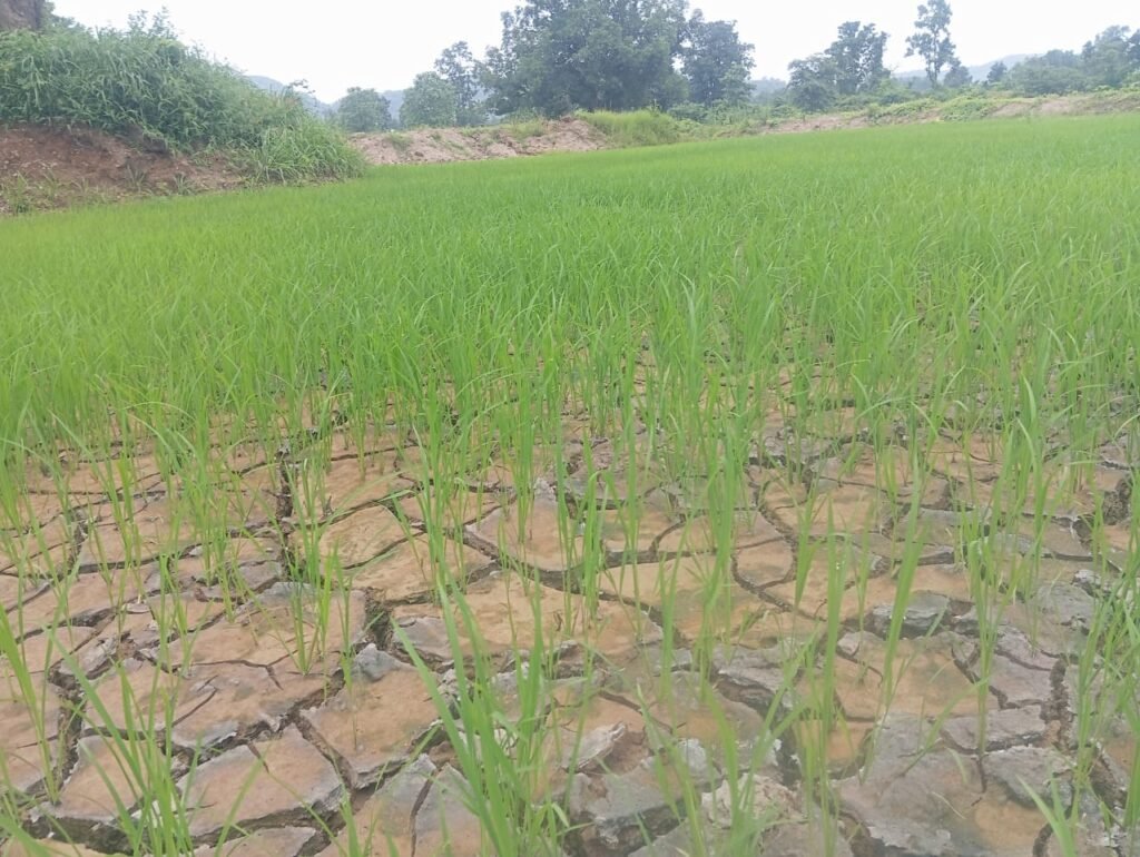 WhatsApp Image 2025-08-08 at 11.00.03 AM