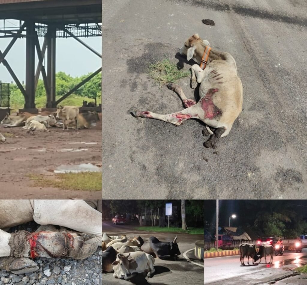 WhatsApp Image 2025-08-20 at 5.53.38 PM