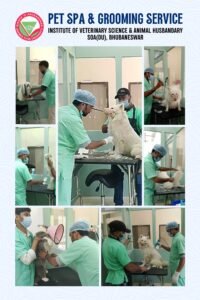 SOA PET SPA & GROOMING SERVICE