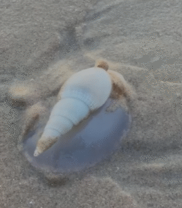 Screenshot 2026-02-12 134337