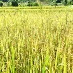 ରାଜ୍ୟରେ ସମସ୍ତ ଜିଲ୍ଲାରେ ଧାନ ସଂଗ୍ରହ ଜାରି