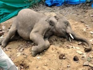 WhatsApp Image 2026-03-20 at 9.56.13 PM