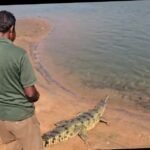 ବଂଶ ବୃଦ୍ଧି ପାଇଁ ସାତକୋଶିଆ ଗଣ୍ଡ ରେ ଛଡାଗଲା 12 ଟି ଘଡ଼ିଆଳ l