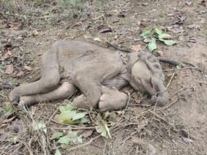 WhatsApp Image 2026-04-01 at 4.41.52 PM