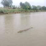 ମଥୁରା ପଲାସ ଗ୍ରାମ ହାତୀ ନଦୀରେ କୁମ୍ଭୀର